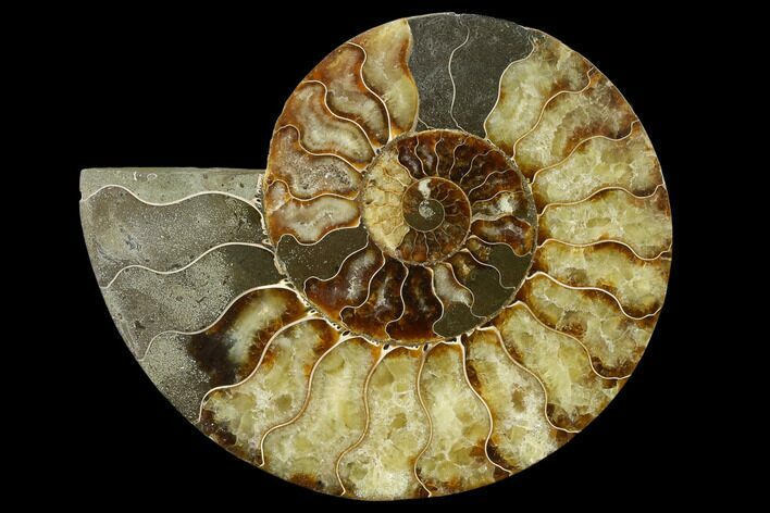 Agatized Ammonite Fossil (Half) - Madagascar #135291